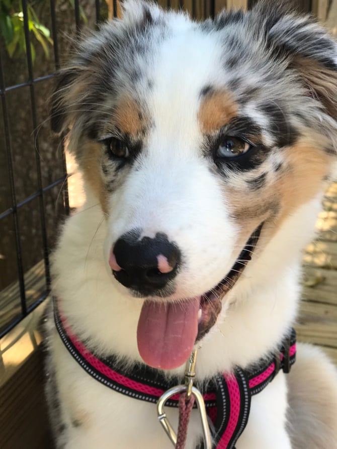 Pet Friendly Activities