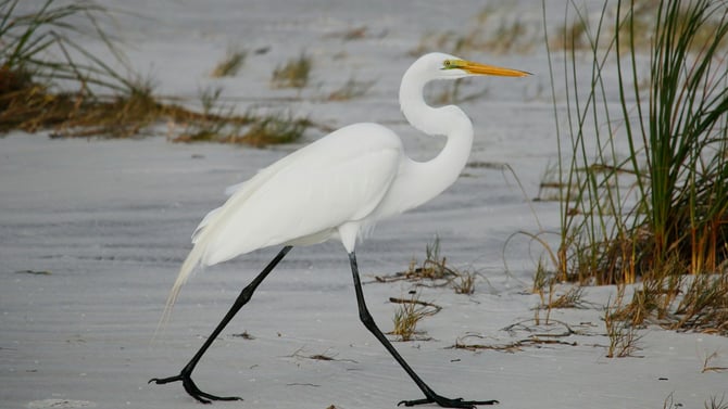 Seven Top Spring Break Activities in Anna Maria Island