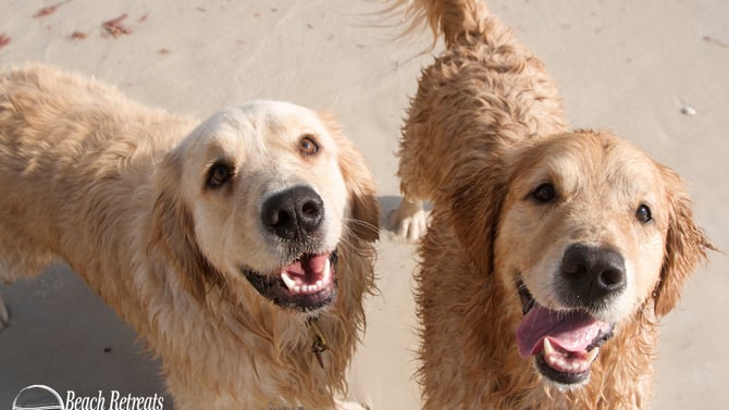 Your Guide to a Great Beach Vacation with Your Pup