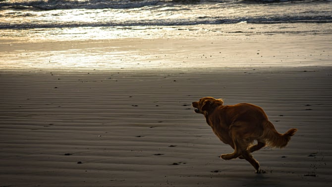 Your Guide to a Dog-Friendly Vacation in Anna Maria Island