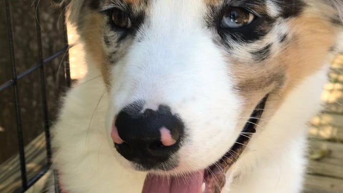 Pet Friendly Activities