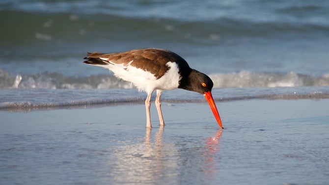 Eight Reasons to Plan a 2024 AMI Beach Vacation