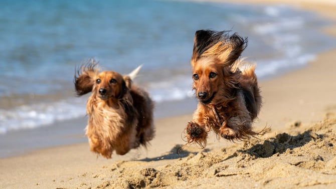The Perfect Fido-Friendly Vacation in Anna Maria Island
